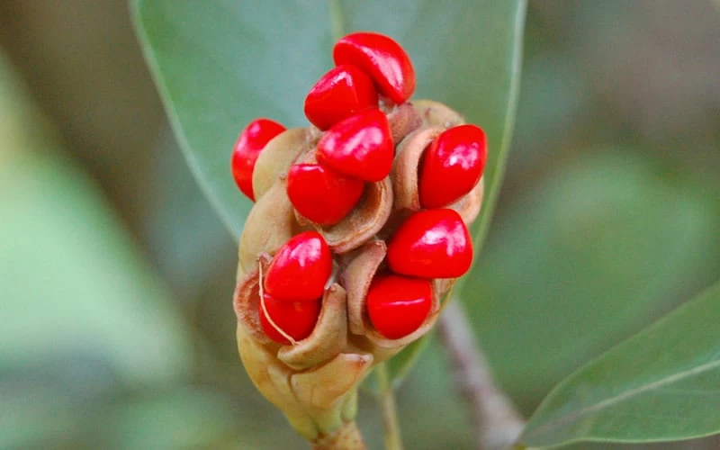 Moonglow Sweet Bay Magnolia Tree (Magnolia Virginiana 'Jim Wilson') - 7 Gallon Pot (6-7') - Image 5