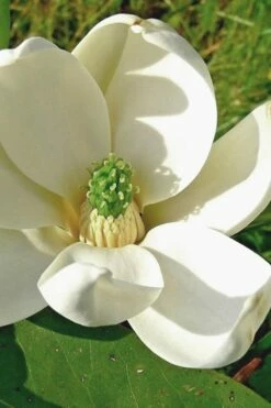 Moonglow Sweetbay Magnolia Tree (Magnolia Virginiana 'Jim Wilson') - 7 Gallon Pot (4-5')