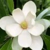 Northern Belle Sweetbay Magnolia Tree (Magnolia Virginiana) - 7 Gallon Pot (3-4')