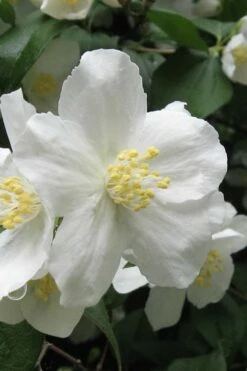 Mock Orange - Philadelphus X Virginalis - 3 Gallon Pot