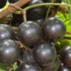Lane Muscadine Grape Vine (Self Fertile) - 1 Gallon Pot