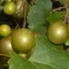 Summit Muscadine - 1 Gallon Pot