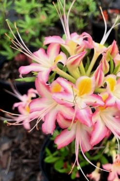 Candy Stripe Native Azalea (Rhododendron Flammeum) - 3 Gallon Pot