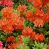 Great Balls Of Fire Aromi Azalea (Rhododendron) - 1 Gallon Pot