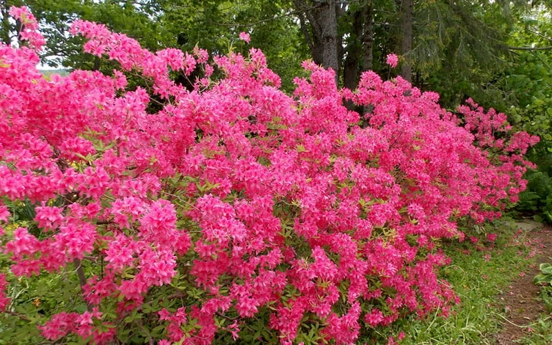 Rosy Lights Cold Hardy Azalea (Rhododendron) - 3 Gallon Pot - Image 5