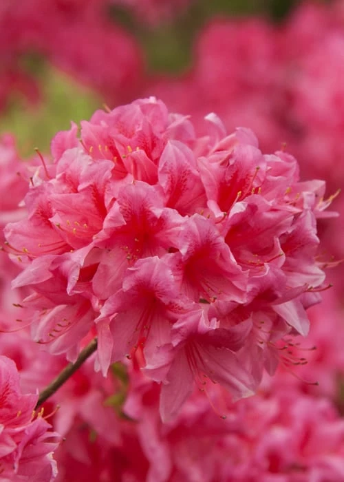 Rosy Lights Cold Hardy Azalea (Rhododendron) - 3 Gallon Pot - Image 4