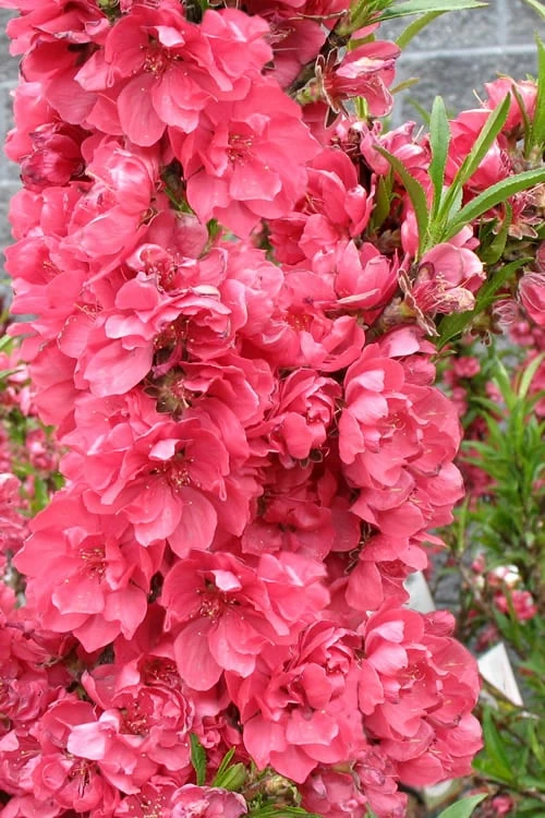 Bonanza Dwarf Patio Peach Tree - 3 Gallon Pot - Image 7