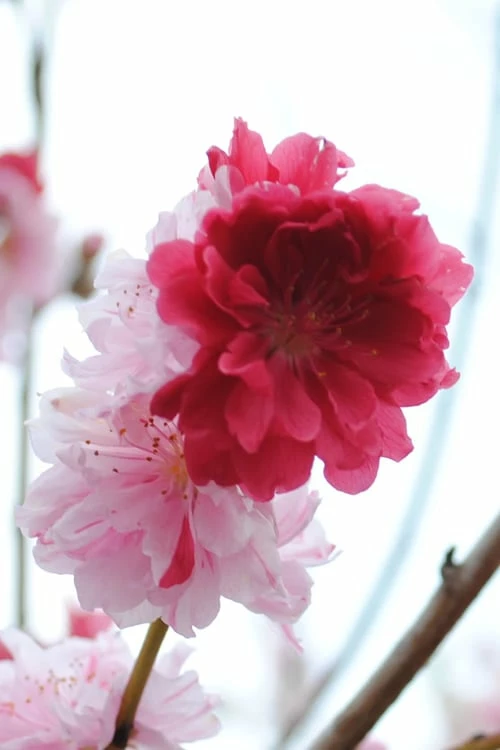 Peppermint Flowering Peach Tree - 2 Gallon Pot - Image 4