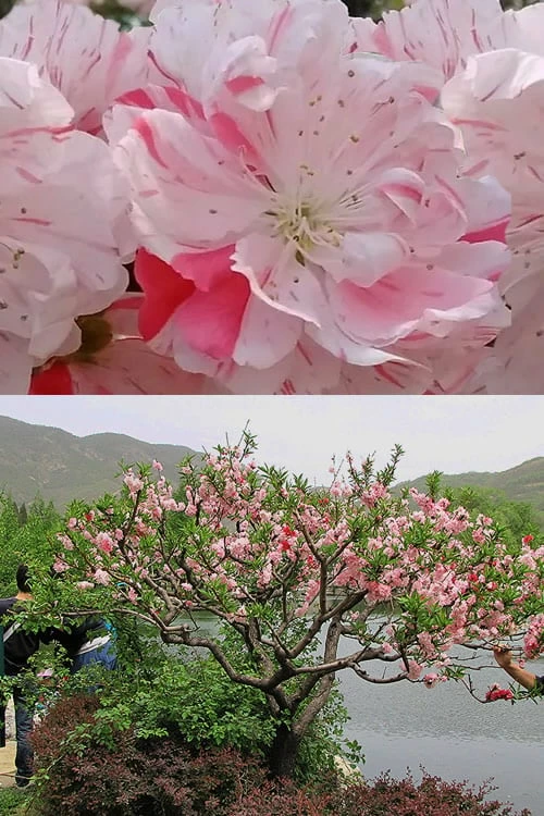 Peppermint Flowering Peach Tree - 2 Gallon Pot - Image 7