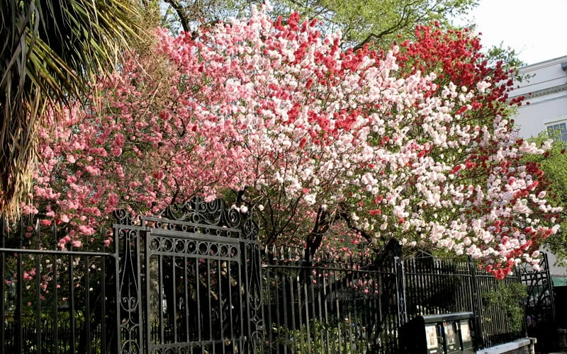 Peppermint Flowering Peach Tree - 2 Gallon Pot - Image 5