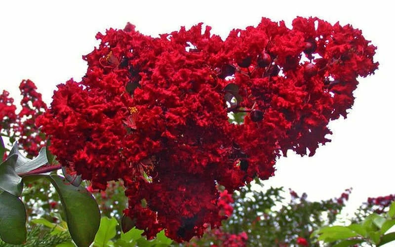 Dynamite Red Crape Myrtle - 3 Gallon Pot - Image 5