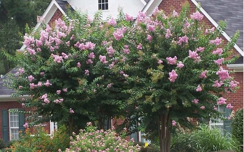 Muskogee Lavender Crape Myrtle - 6 Pack Of 1 Gallon Pots - Image 5