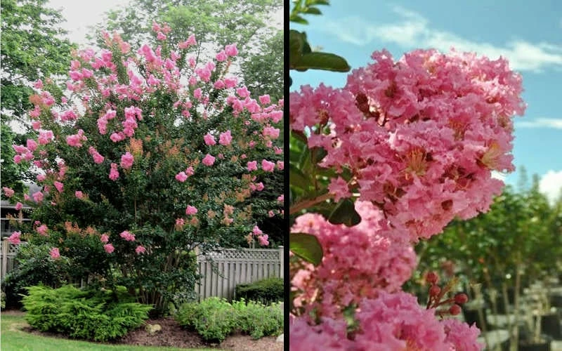 Sioux Pink Crape Myrtle - 6 Pack Of 1 Gallon Pots - Image 5