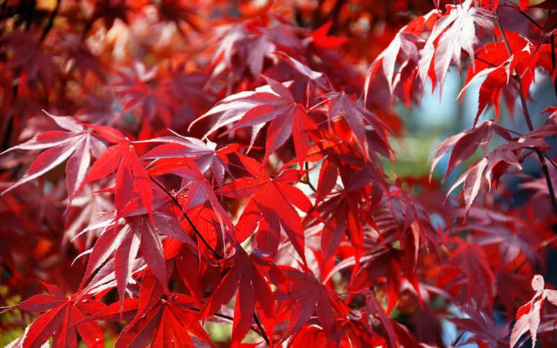 Fireglow Red Leaf Japanese Maple - 2 Gallon Pot - Image 8