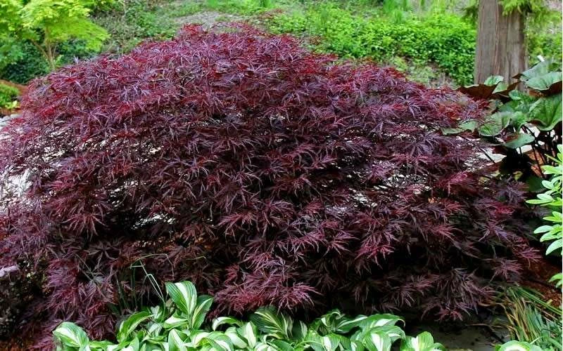 Red Dragon Dwarf Japanese Maple - 3 Gallon Pot - Image 8