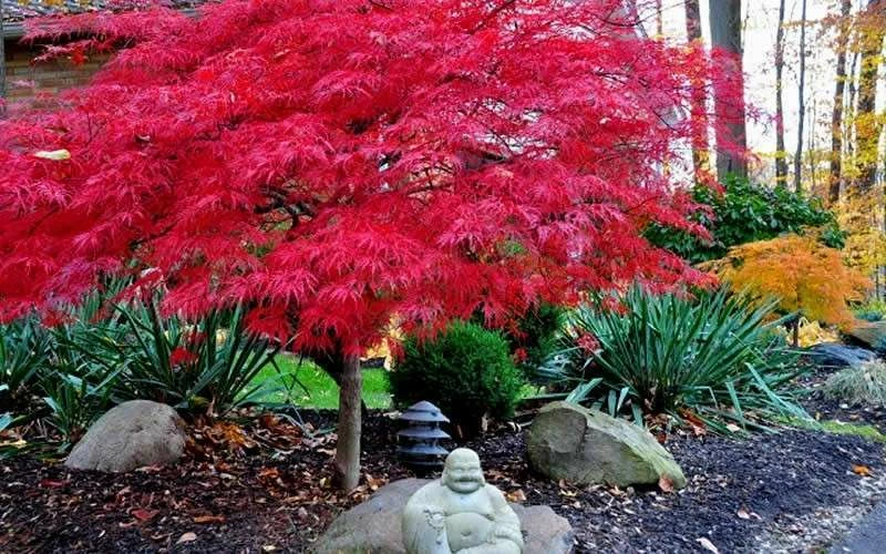 Red Dragon Dwarf Japanese Maple - 3 Gallon Pot - Image 5