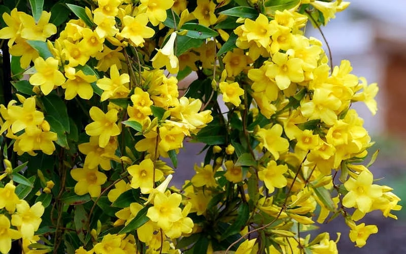 Carolina Yellow Jasmine - Jessamine (Gelsium Sempervirens) - 6 Pack Of 1 Gallon Pots - Image 5