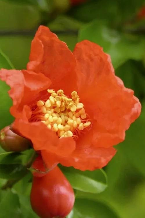 Salavatski Cold Hardy Russian Pomegranate - 3 Gallon Pot - Image 5