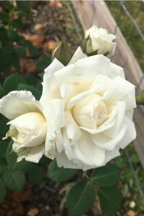 Cloud 10 Climbing Rose - 3 Gallon Pot - Image 6