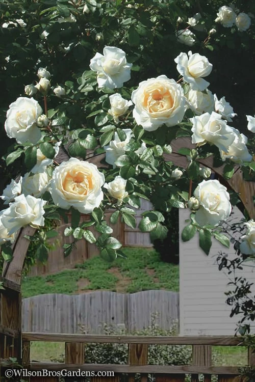 Cloud 10 Climbing Rose - 3 Gallon Pot - Image 4