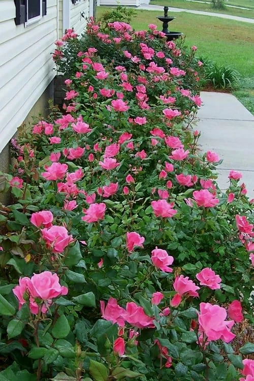 Swamp Rose (Rosa Palustris) - 3 Pack Of 1.5 Quart Pots - Image 4