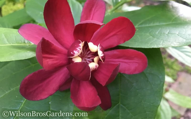 Aphrodite Sweetshrub (Carolina Allspice) - Calycanthus - 3 Gallon Pot - Image 7