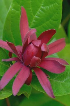 Sweetshrub (Carolina Allspice) - Calycanthus Floridus - 5 Gallon Pot