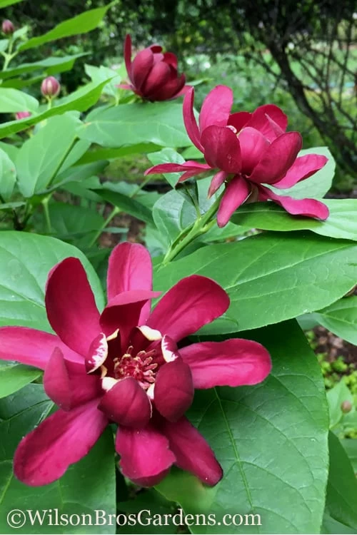Aphrodite Sweetshrub (Carolina Allspice) - Calycanthus - 3 Gallon Pot - Image 5