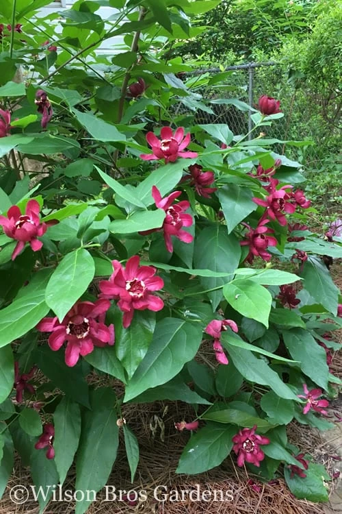 Aphrodite Sweetshrub (Carolina Allspice) - Calycanthus - 3 Gallon Pot - Image 4
