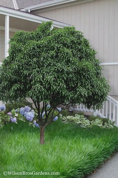 Fudingzhu Fragrant White Tea Olive (Osmanthus Fragrans) - 3 Gallon Pot - Image 4