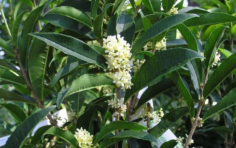 Fudingzhu Fragrant White Tea Olive (Osmanthus Fragrans) - 3 Gallon Pot - Image 5