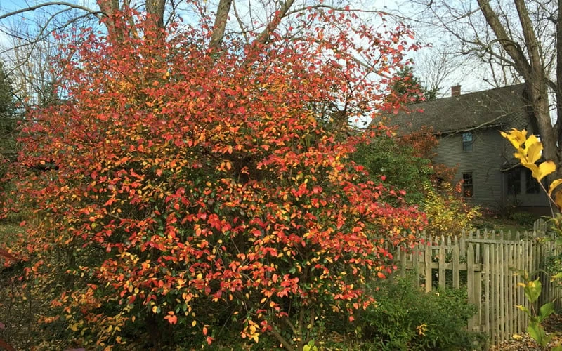 Fragrant Mohawk Viburnum Burkwoodi - 6 Pack Of 1 Gallon Pots - Image 6