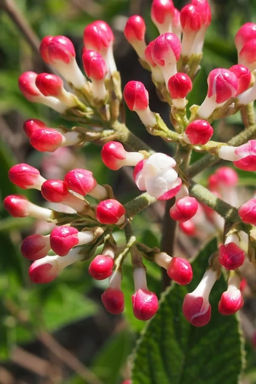 Fragrant Mohawk Viburnum Burkwoodi - 6 Pack Of 1 Gallon Pots - Image 4