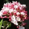 Fragrant Mohawk Viburnum Burkwoodi - 6 Pack Of 1 Gallon Pots