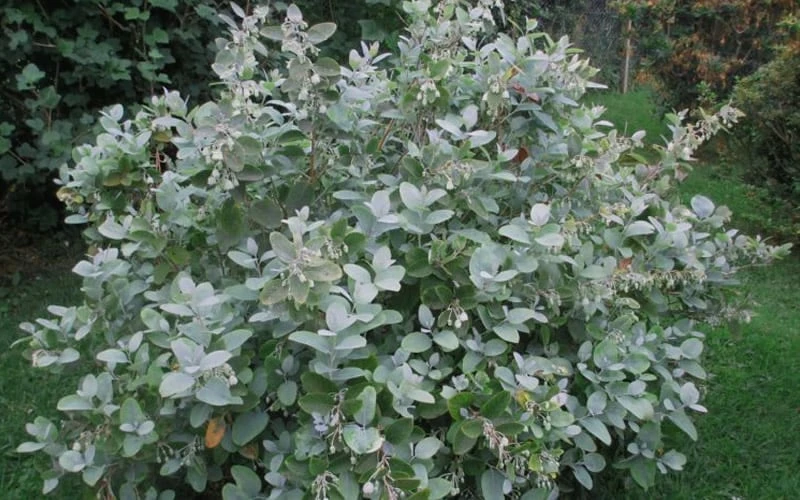 Woodlanders Blue Dusty Zenobia (Honeycup) - 3 Gallon Pot - Image 8