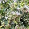 Lemon Lime Dwarf Abelia - 3 Gallon Pot