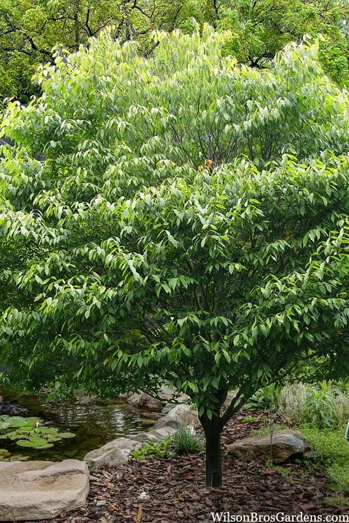 Hornbeam Maple (Acer Carpinifolium) - 3 Gallon Pot