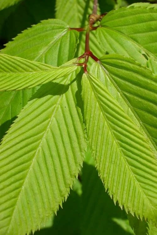 Hornbeam Maple (Acer Carpinifolium) - 3 Gallon Pot - Image 6