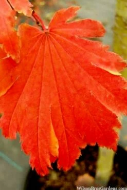 Emmett's Pumpkin Japanese Maple (Acer Japonicum) - 1 Gallon Pot