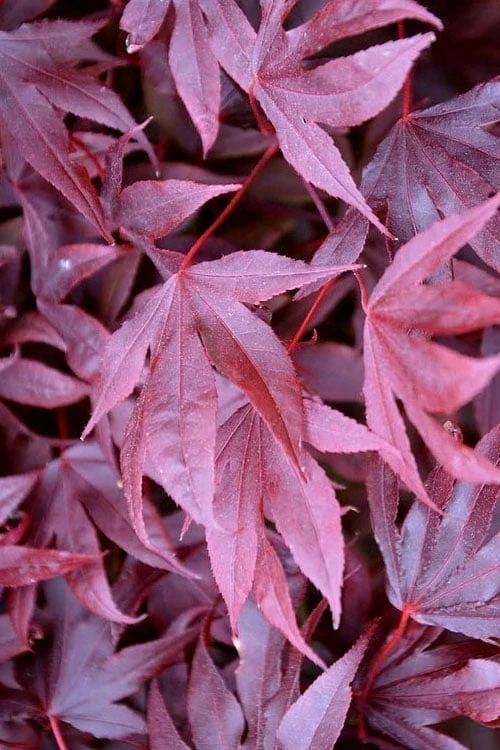 Adrian's Compact Japanese Maple - 5 Gallon Pot - Image 5