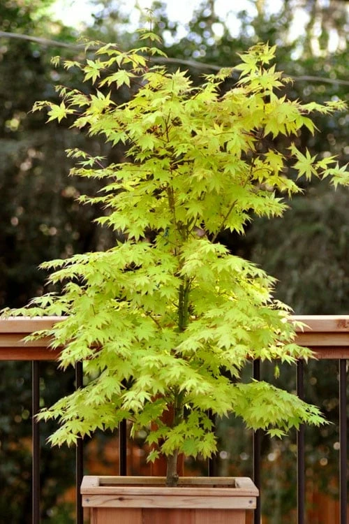 Anne Irene Japanese Maple - 3 Gallon Pot - Image 6