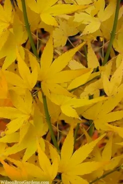 Aoyagi Japanese Maple (Ukon) - 5 Gallon Pot