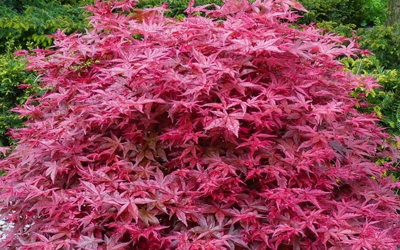 'Beni Maiko' Red Dancing Girl Japanese Maple - 2 Gallon Pot - Image 5