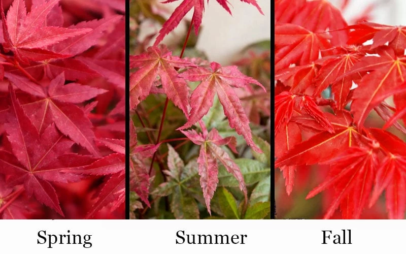 'Beni Maiko' Red Dancing Girl Japanese Maple - 2 Gallon Pot - Image 4