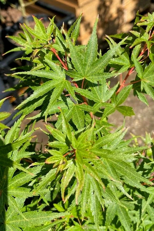 Corvallis Broom Dwarf Coral Bark Japanese Maple - 3 Gallon Pot - Image 6