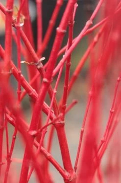 Corvallis Broom Dwarf Coral Bark Japanese Maple - 3 Gallon Pot