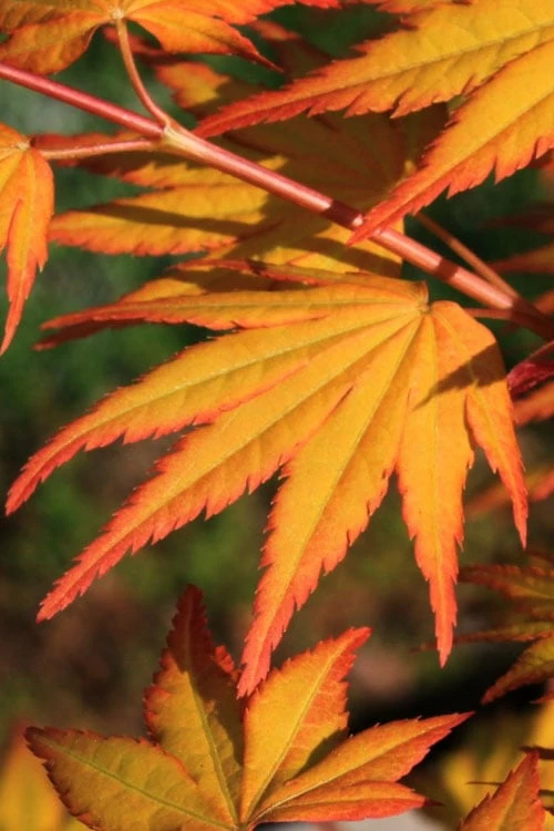 Spring Orange Japanese Maple (Acer Palmatum 'Daidai Haru) - 3 Gallon Pot - Image 4