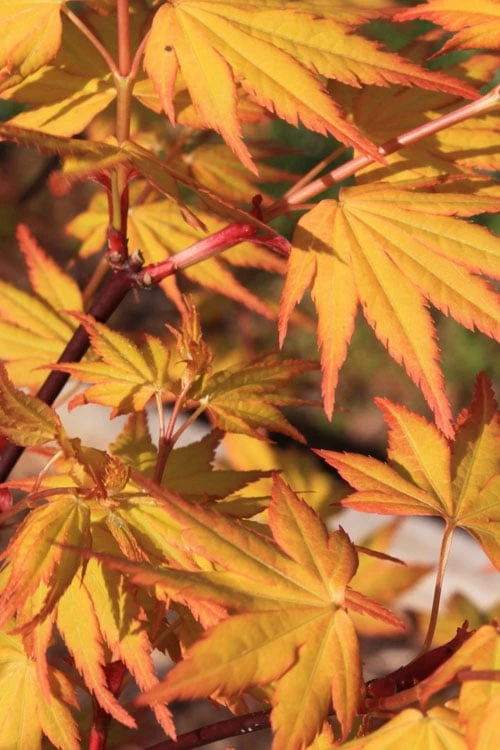 Spring Orange Japanese Maple (Acer Palmatum 'Daidai Haru) - 3 Gallon Pot - Image 8