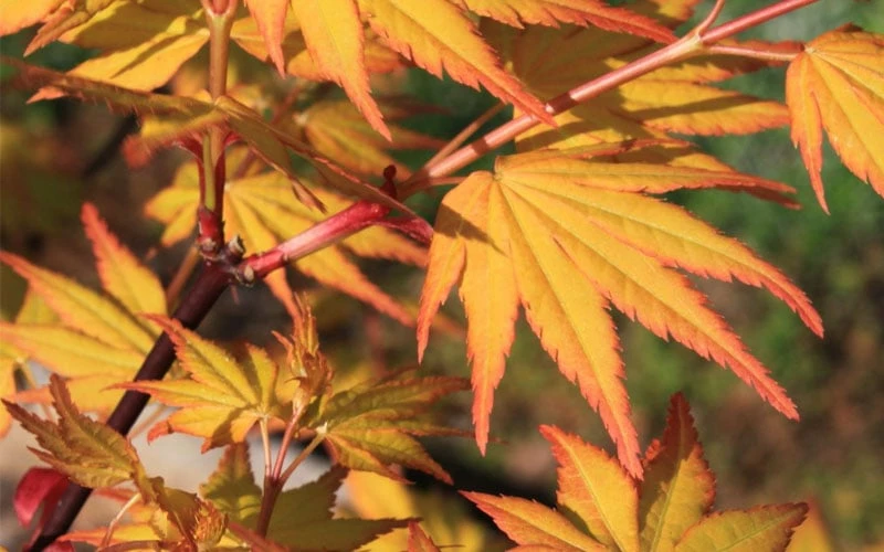 Spring Orange Japanese Maple (Acer Palmatum 'Daidai Haru) - 3 Gallon Pot - Image 7