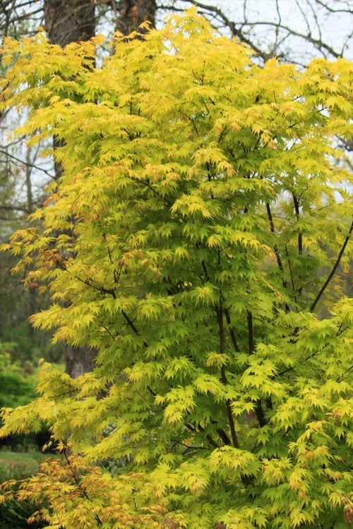 Spring Orange Japanese Maple (Acer Palmatum 'Daidai Haru) - 3 Gallon Pot - Image 6
